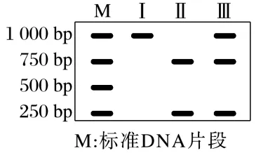 高三生物考前冲刺——电泳图谱专题(真题突破)word版 第3张