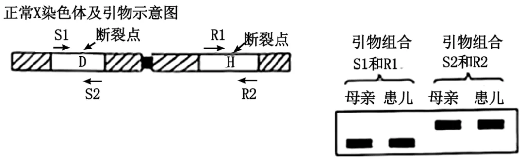 高三生物考前冲刺——电泳图谱专题(真题突破)word版 第5张