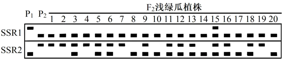 高三生物考前冲刺——电泳图谱专题(真题突破)word版 第32张
