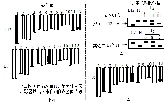 高三生物考前冲刺——电泳图谱专题(真题突破)word版 第35张