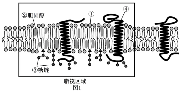 高二下期末-生物-细胞的结构基础真题汇编试卷考答案解析考点题型-第2张图片-四季读书网