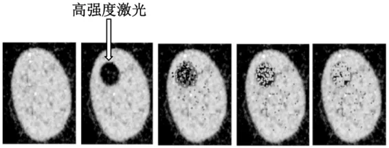 高二下期末-生物-细胞的结构基础真题汇编试卷考答案解析考点题型-第5张图片-四季读书网