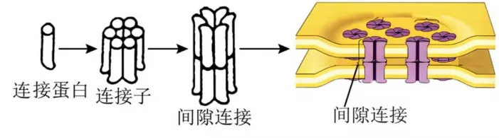 高二下期末-生物-细胞的结构基础真题汇编试卷考答案解析考点题型-第7张图片-四季读书网