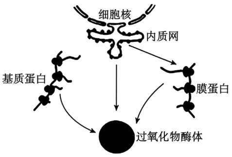 高二下期末-生物-细胞的结构基础真题汇编试卷考答案解析考点题型-第9张图片-四季读书网