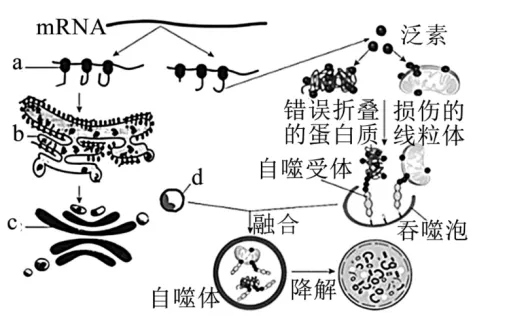 高二下期末-生物-细胞的结构基础真题汇编试卷考答案解析考点题型-第10张图片-四季读书网