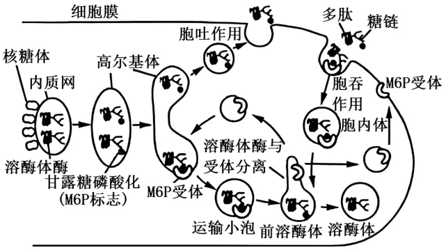 高二下期末-生物-细胞的结构基础真题汇编试卷考答案解析考点题型-第11张图片-四季读书网