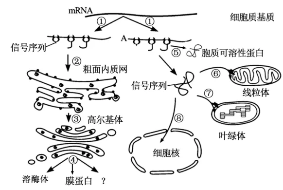 高二下期末-生物-细胞的结构基础真题汇编试卷考答案解析考点题型-第16张图片-四季读书网