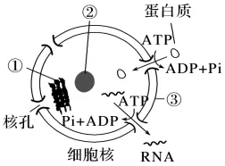 高二下期末-生物-细胞的结构基础真题汇编试卷考答案解析考点题型-第17张图片-四季读书网