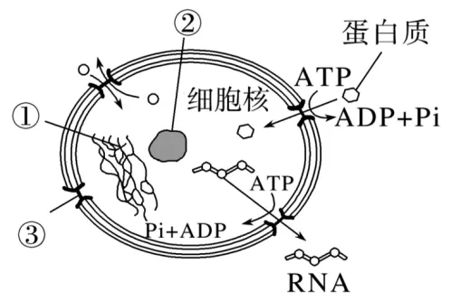 高二下期末-生物-细胞的结构基础真题汇编试卷考答案解析考点题型-第18张图片-四季读书网