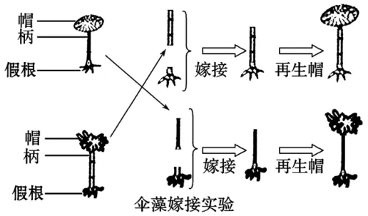 高二下期末-生物-细胞的结构基础真题汇编试卷考答案解析考点题型-第19张图片-四季读书网