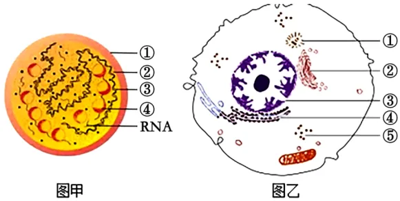 高二下期末-生物-细胞的结构基础真题汇编试卷考答案解析考点题型-第22张图片-四季读书网