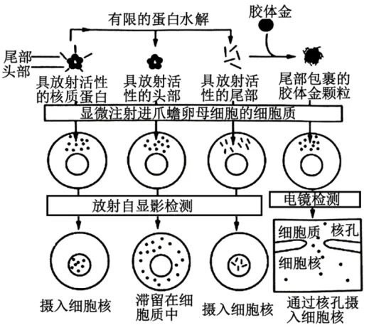 高二下期末-生物-细胞的结构基础真题汇编试卷考答案解析考点题型-第24张图片-四季读书网