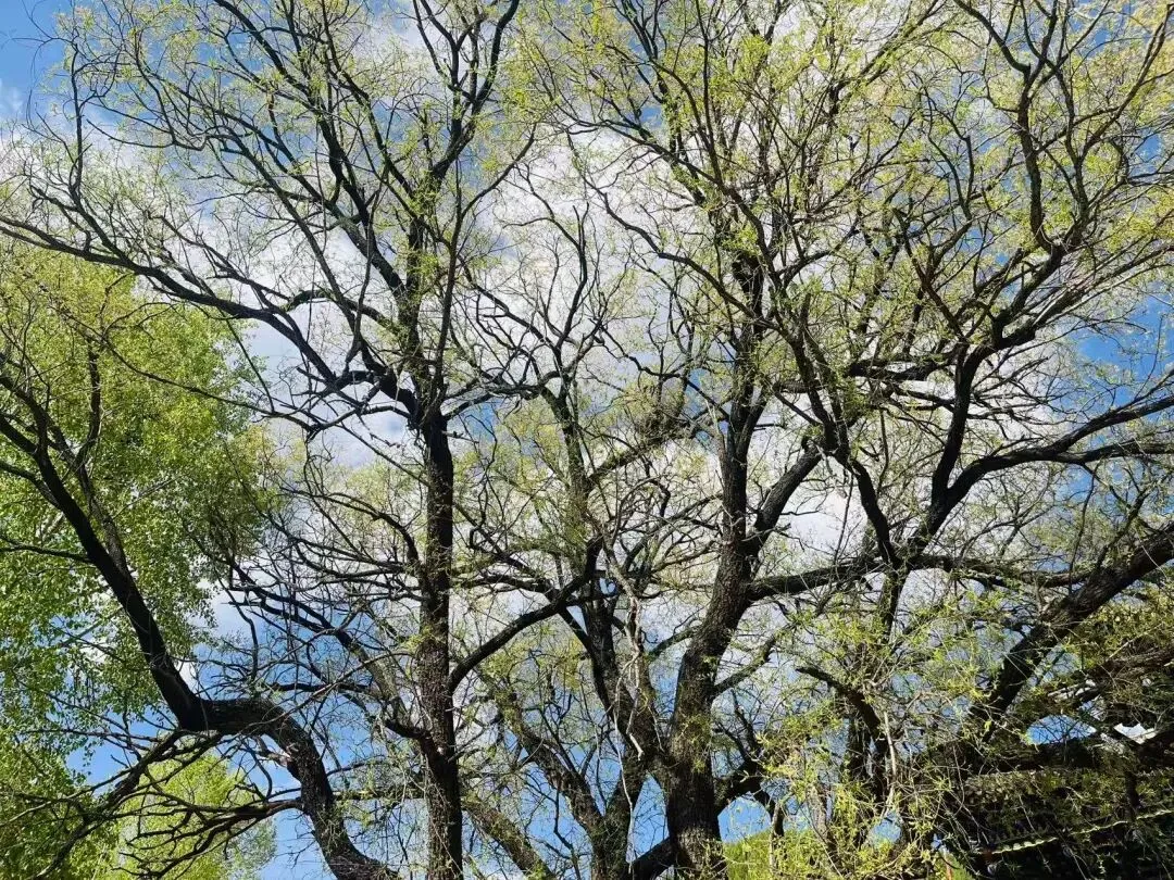 上海高考3门考三天,中考8门挤两天,为何差别如此之大?-第4张图片-四季读书网 上海高考3门考三天,中考8门挤两天,为何差别如此之大?-第4张图片-四季读书网