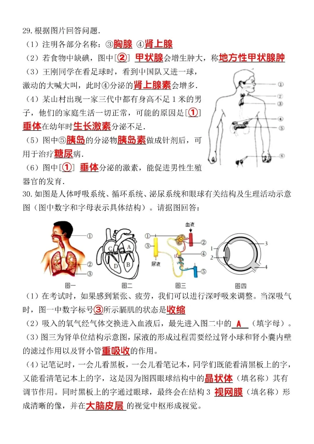 七下生物期末考试模拟试卷 第8张 七下生物期末考试模拟试卷 第8张