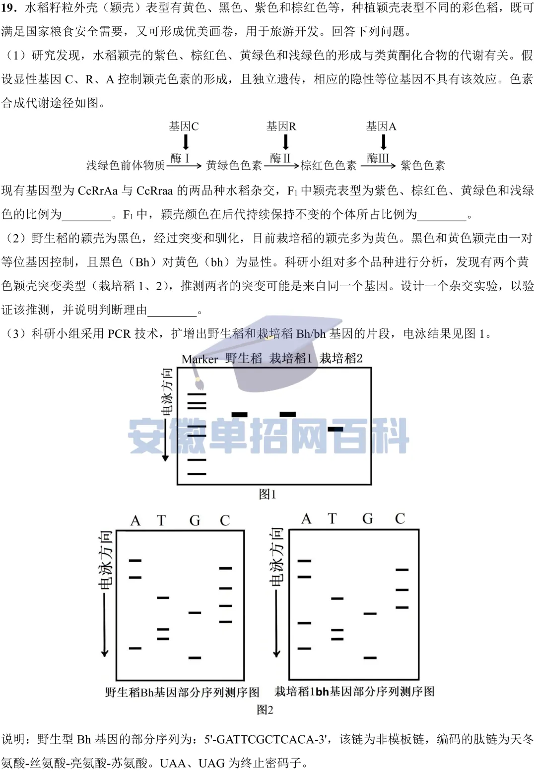 生物真题丨安徽2025年高考真题生物试卷及答案-第8张图片-四季读书网