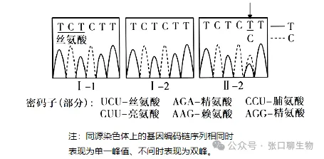 广东省汕头市2026年普通高考第二次模拟考试生物学答案及解析 ⊙-第7张图片-四季读书网 广东省汕头市2026年普通高考第二次模拟考试生物学答案及解析 ⊙-第7张图片-四季读书网
