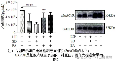 广东省汕头市2026年普通高考第二次模拟考试生物学答案及解析 ⊙-第12张图片-四季读书网 广东省汕头市2026年普通高考第二次模拟考试生物学答案及解析 ⊙-第12张图片-四季读书网