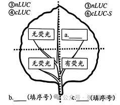 广东省汕头市2026年普通高考第二次模拟考试生物学答案及解析 ⊙-第14张图片-四季读书网 广东省汕头市2026年普通高考第二次模拟考试生物学答案及解析 ⊙-第14张图片-四季读书网