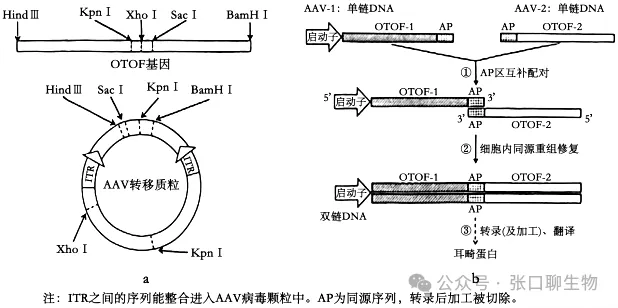 广东省汕头市2026年普通高考第二次模拟考试生物学答案及解析 ⊙-第15张图片-四季读书网 广东省汕头市2026年普通高考第二次模拟考试生物学答案及解析 ⊙-第15张图片-四季读书网