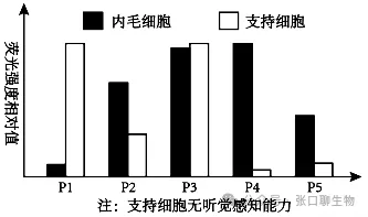 广东省汕头市2026年普通高考第二次模拟考试生物学答案及解析 ⊙-第16张图片-四季读书网 广东省汕头市2026年普通高考第二次模拟考试生物学答案及解析 ⊙-第16张图片-四季读书网