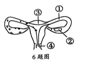 2026年生物中考真题演练1:(2025河南周口) 第3张 2026年生物中考真题演练1:(2025河南周口) 第3张