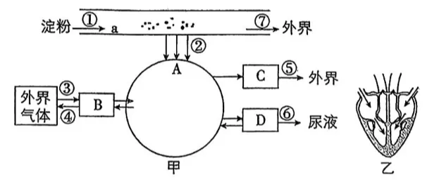 2026年生物中考真题演练1:(2025河南周口) 第8张 2026年生物中考真题演练1:(2025河南周口) 第8张