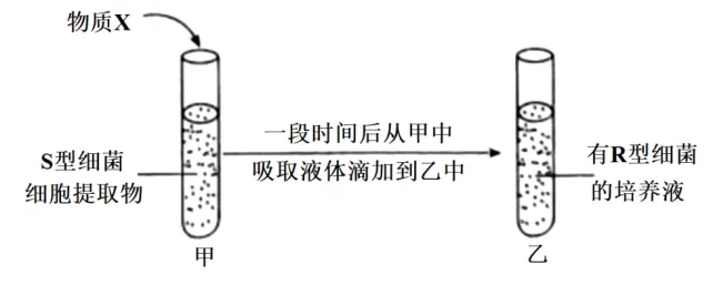 高一下期末-生物-基因的本质真题汇编试卷考答案解析考点题型 第4张