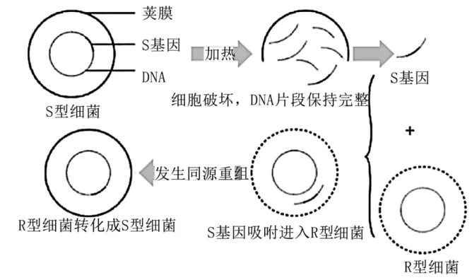 高一下期末-生物-基因的本质真题汇编试卷考答案解析考点题型 第5张