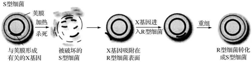 高一下期末-生物-基因的本质真题汇编试卷考答案解析考点题型 第6张