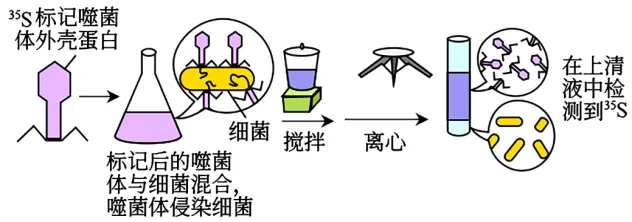 高一下期末-生物-基因的本质真题汇编试卷考答案解析考点题型 第18张