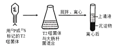 高一下期末-生物-基因的本质真题汇编试卷考答案解析考点题型 第19张