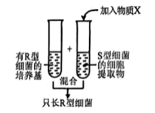 高一下期末-生物-基因的本质真题汇编试卷考答案解析考点题型 第22张