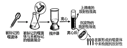 高一下期末-生物-基因的本质真题汇编试卷考答案解析考点题型 第23张