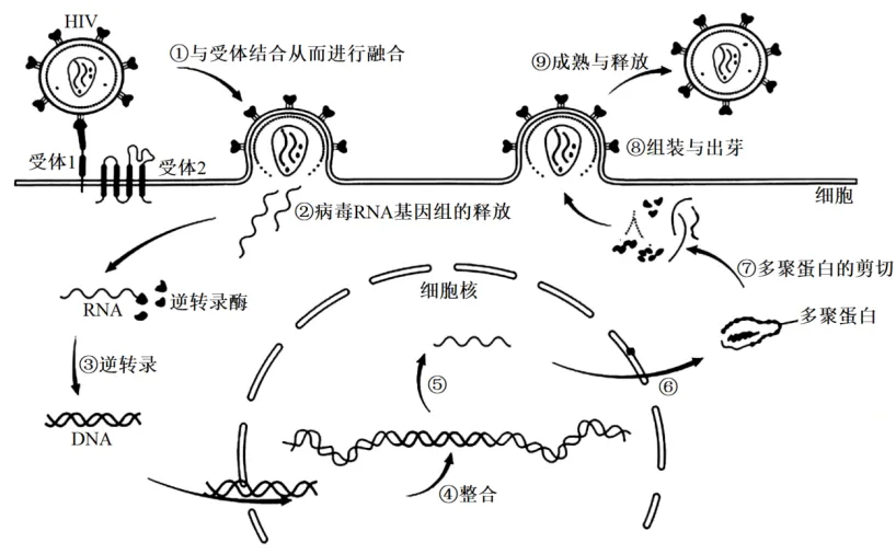 高一下期末-生物-基因的本质真题汇编试卷考答案解析考点题型 第26张