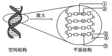 高一下期末-生物-基因的本质真题汇编试卷考答案解析考点题型 第28张