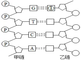 高一下期末-生物-基因的本质真题汇编试卷考答案解析考点题型 第31张