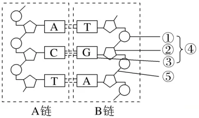 高一下期末-生物-基因的本质真题汇编试卷考答案解析考点题型 第33张