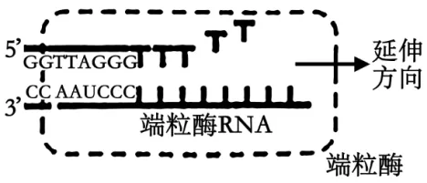 高一下期末-生物-基因的本质真题汇编试卷考答案解析考点题型 第48张