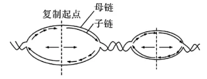 高一下期末-生物-基因的本质真题汇编试卷考答案解析考点题型 第53张