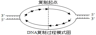 高一下期末-生物-基因的本质真题汇编试卷考答案解析考点题型 第55张