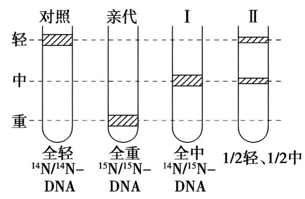 高一下期末-生物-基因的本质真题汇编试卷考答案解析考点题型 第65张