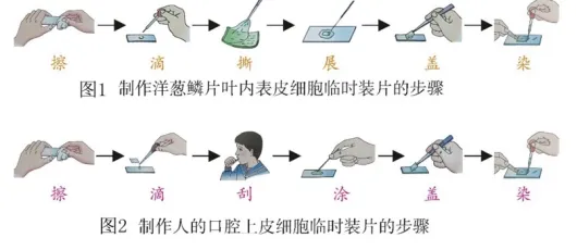 中考生物中的21个常考实验汇总 第2张