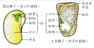 中考生物中的21个常考实验汇总 第4张