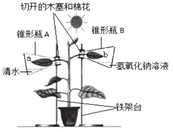 中考生物中的21个常考实验汇总 第9张