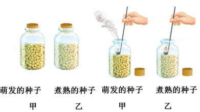中考生物中的21个常考实验汇总 第13张