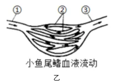 中考生物中的21个常考实验汇总 第18张