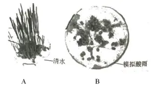 中考生物中的21个常考实验汇总 第20张