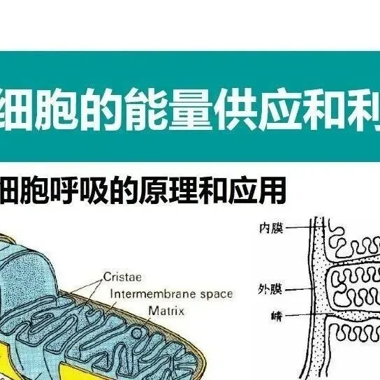 基于真题的一题多问丨胚胎工程 第3张 基于真题的一题多问丨胚胎工程 第3张