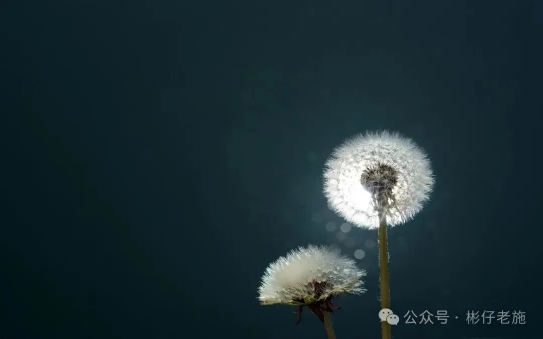 2026中考作文二元思辨题:别慌!彬仔老施教你轻松破局 第2张 2026中考作文二元思辨题:别慌!彬仔老施教你轻松破局 第2张