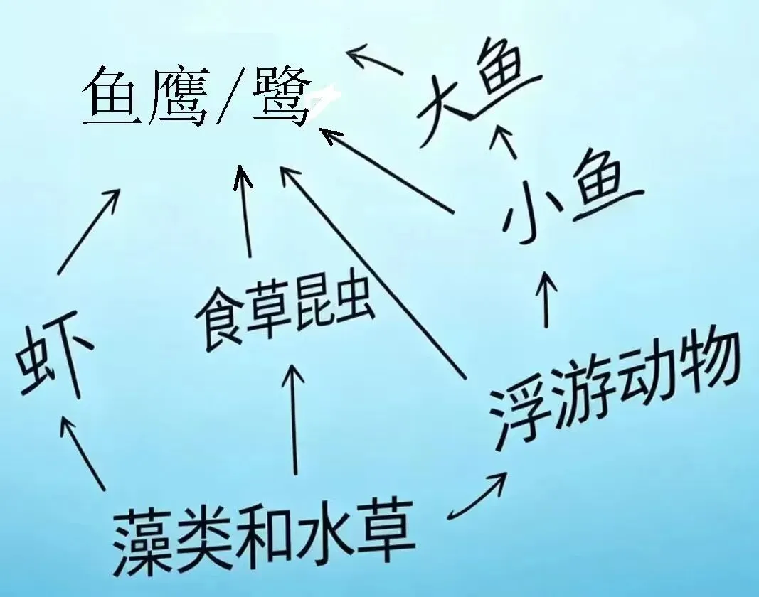 模拟题:2026年中考生物冲刺模拟试题|新题速递-第7张图片-四季读书网 模拟题:2026年中考生物冲刺模拟试题|新题速递-第7张图片-四季读书网